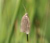 Tortricinae inconnu